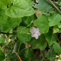Commicarpus chinensis (L.) Heimerl